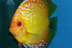 Symphysodon aequifasciatus 